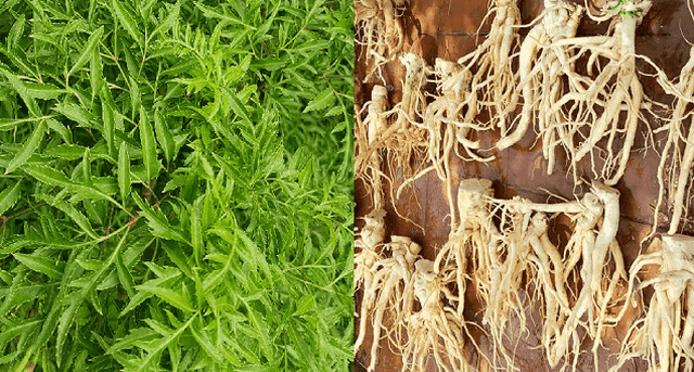 Cây Đinh lăng được coi là thần dược chữa bách bệnh
