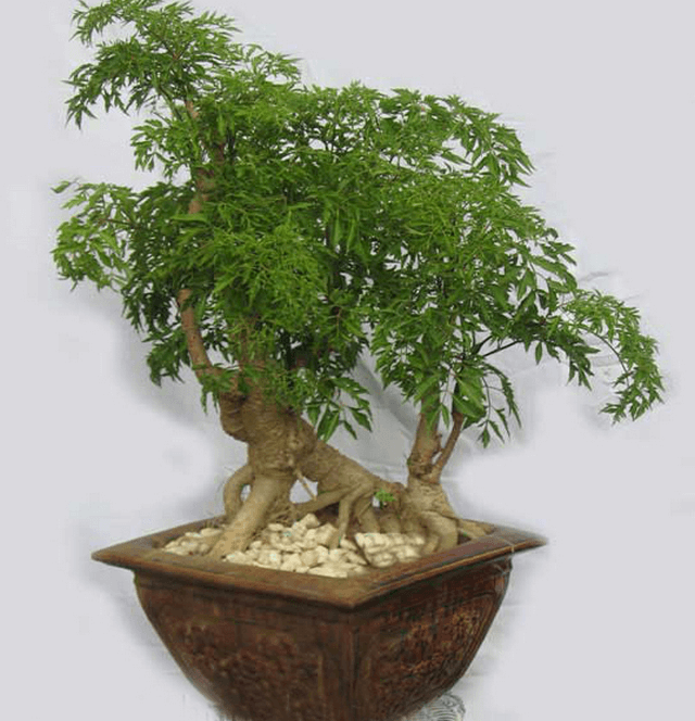 Cách trồng đinh lăng lấy củ