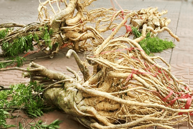 Ý nghĩa khi trồng cây Đinh lăng phong thủy trong nhà