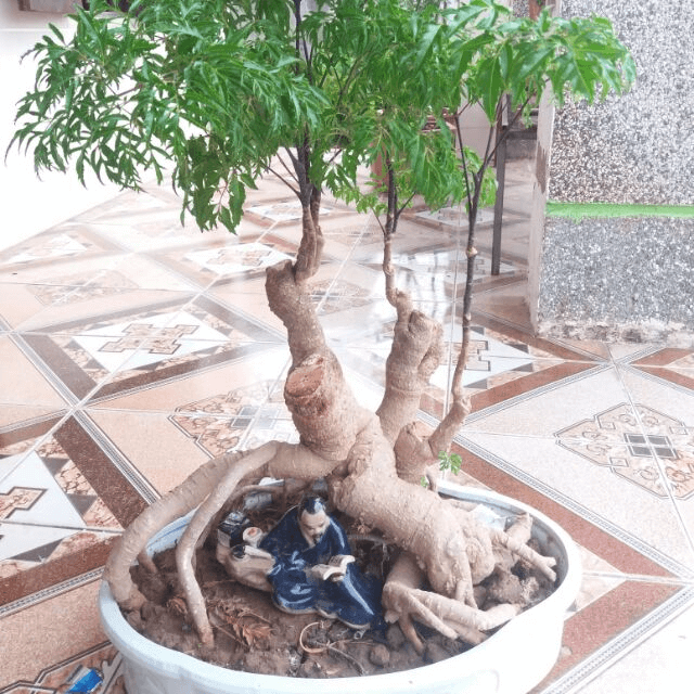 Chữa sưng đau cơ khớp, vết thương