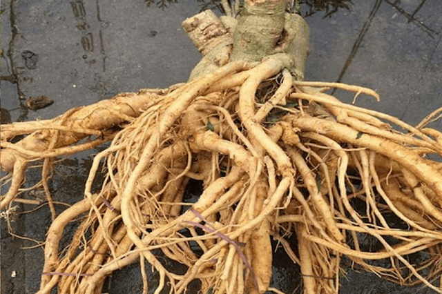 Cắt tỉa cành khi trồng đinh lăng