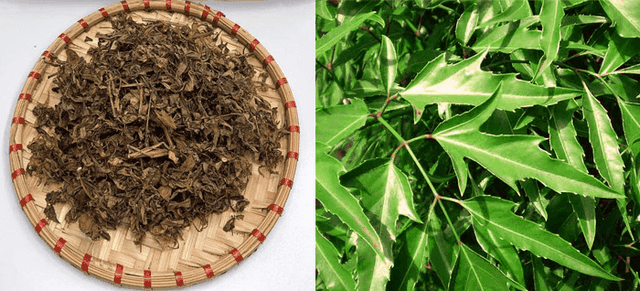 Phòng trừ sâu bệnh khi trồng đinh lăng