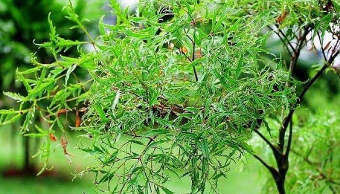 Làm thế nào để cây đinh lăng phong thủy sinh trưởng hiệu quả?