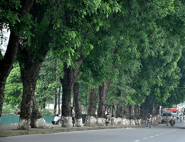 Mang đến môi trường xanh sạch với cây bóng mát cây trồng thanh lọc không khí 2 Trồng cây bóng mát đem đến không khí trong lành