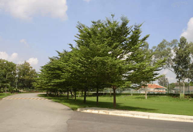 Mang đến môi trường xanh sạch với cây bóng mát cây trồng thanh lọc không khí 3 Cây bóng mát mang ý nghĩa phong thủy tốt đẹp