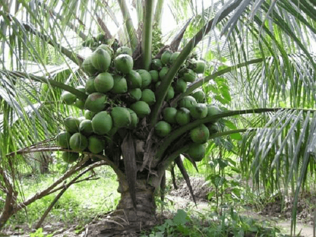 Mang đến môi trường xanh sạch với cây bóng mát cây trồng thanh lọc không khí 4 Những cây bóng mát ít rụng lá được nhiều người trồng