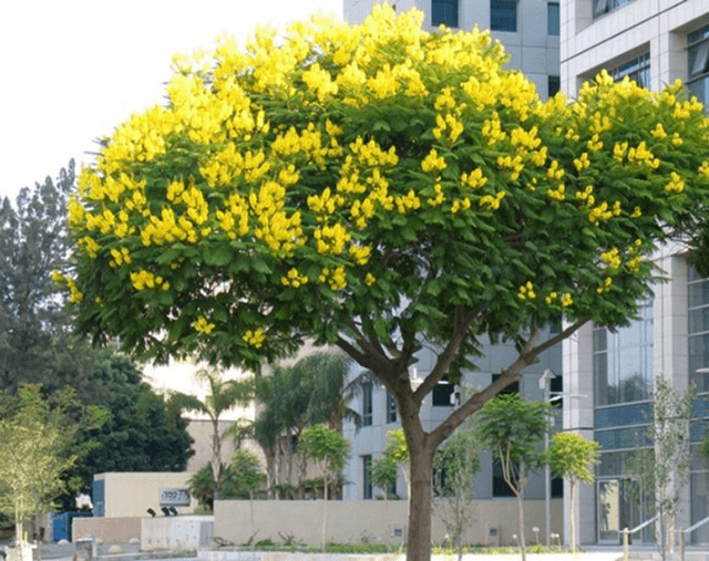 Mang đến môi trường xanh sạch với cây bóng mát cây trồng thanh lọc không khí 7 Cây sake
