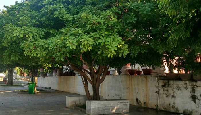 Mang đến môi trường xanh sạch với cây bóng mát cây trồng thanh lọc không khí
