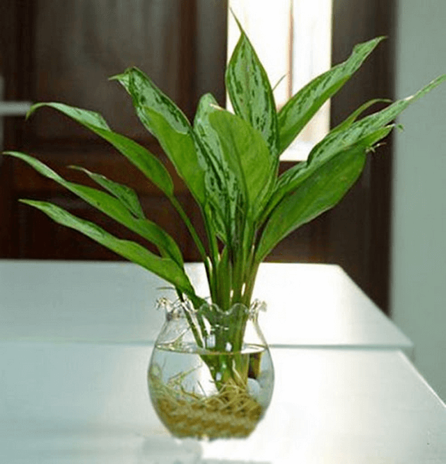 Phòng bệnh cho cây