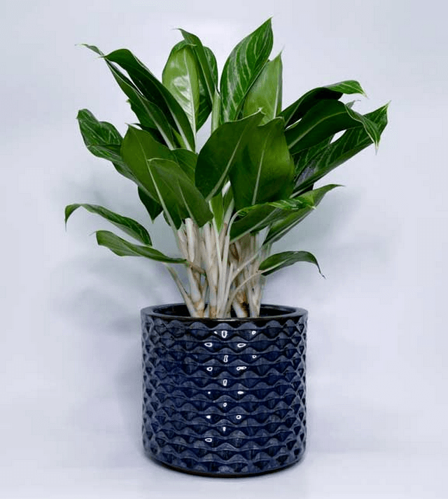 Cách trồng cỏ trang trí sân vườn