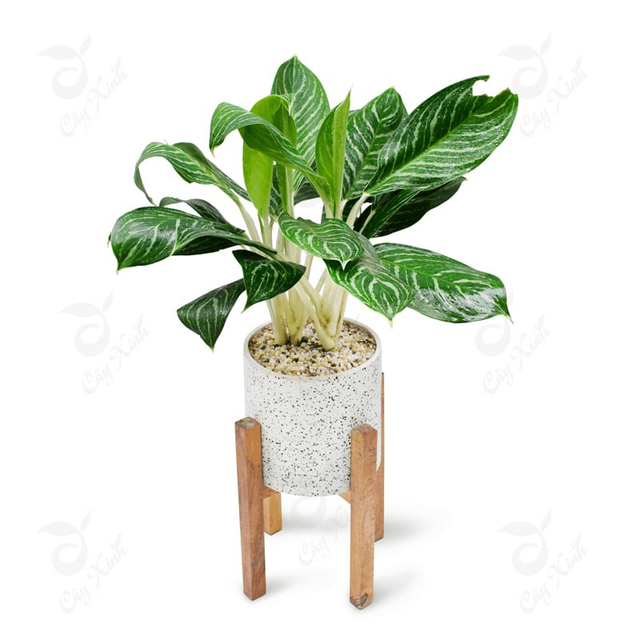 Lưu ý khi trồng cỏ sân vườn