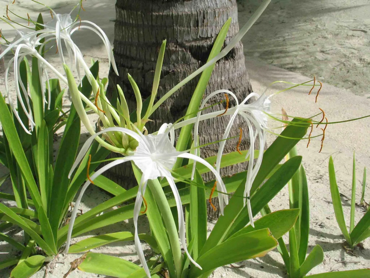 Kỹ thuật trồng cây bạch trinh biển