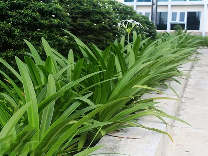 Cách trồng cây bạch trinh biển