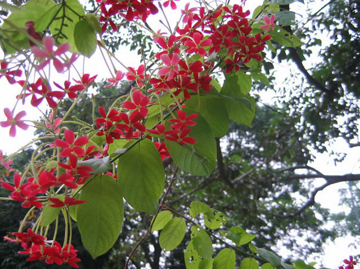 Kỹ thuật trồng cây hoa sứ quân tử