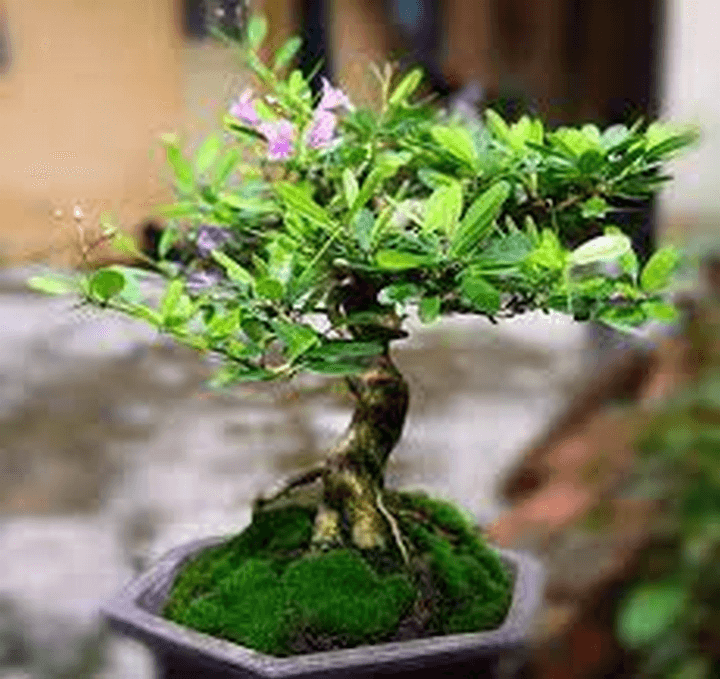Ý nghĩa cây linh sam