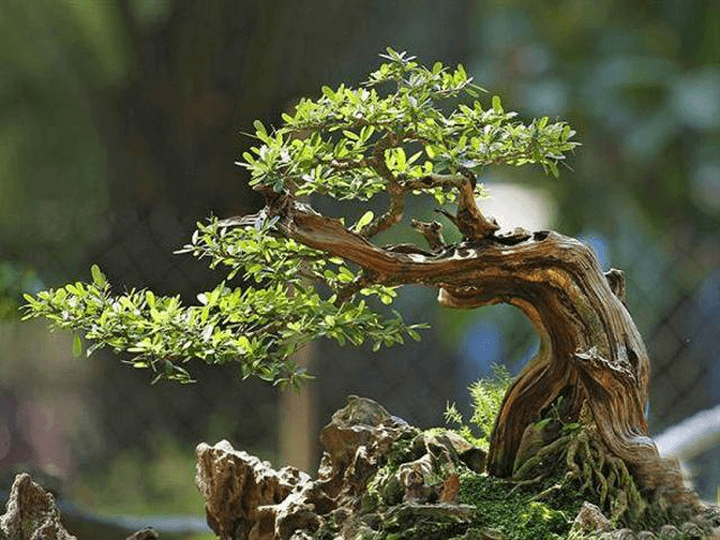 Kỹ thuật trồng linh sam trong chậu