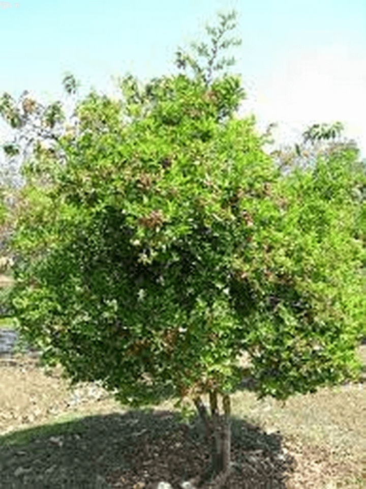 Cây siro trồng chậu