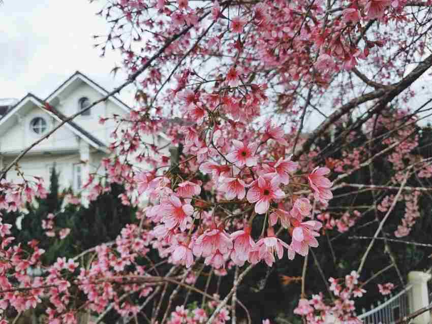 Nhũng Loài Hoa Thường Nở Vào Mùa Xuân đẹp Mê Say