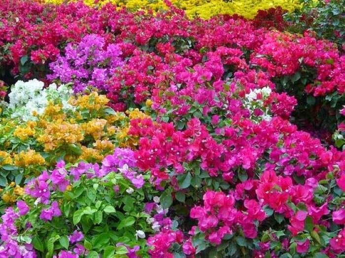 Cách thực hiện nhân giống hoa giấy Nhiều màu