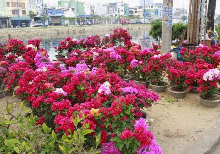 Cách thực hiện nhân giống hoa giấy Nhiều màu