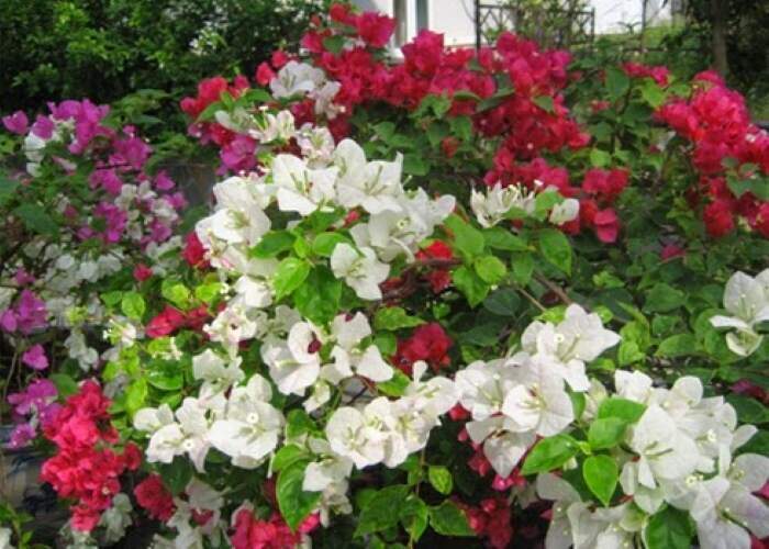 Cách thực hiện nhân giống hoa giấy Nhiều màu