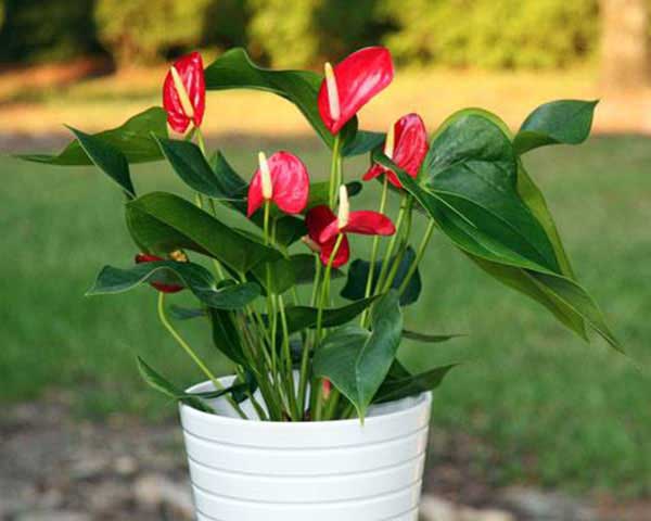 Cây Hồng Môn tượng trưng cho tình yêu và lòng hiếu khách