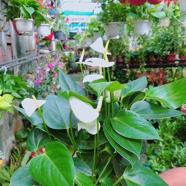 Cây Hồng Môn tượng trưng cho tình yêu và lòng hiếu khách