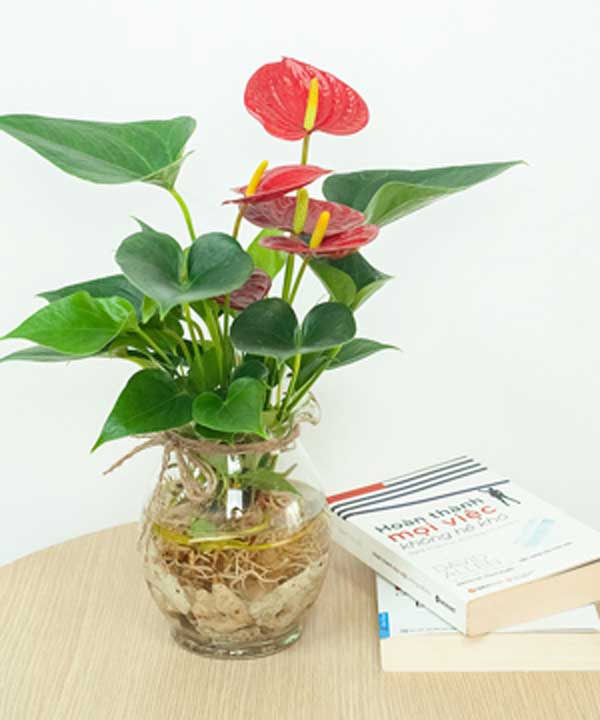 Cây Hồng Môn tượng trưng cho tình yêu và lòng hiếu khách