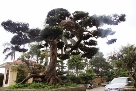 Cây tùng 300 tuổi