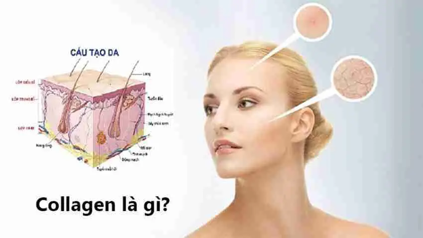 Collagen va tac dung cua no doi voi co the va sac dep