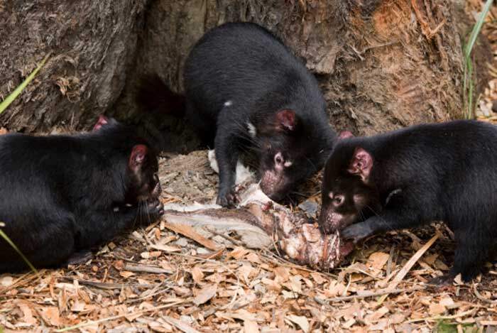 Giống nhau là loài có túi nhưng loài vật sau đây lại hung hăng, khát máu hơn hẳn Kangaroo 4 Giống nhau là loài có túi nhưng loài vật sau đây lại hung hăng, khát máu hơn hẳn Kangaroo
