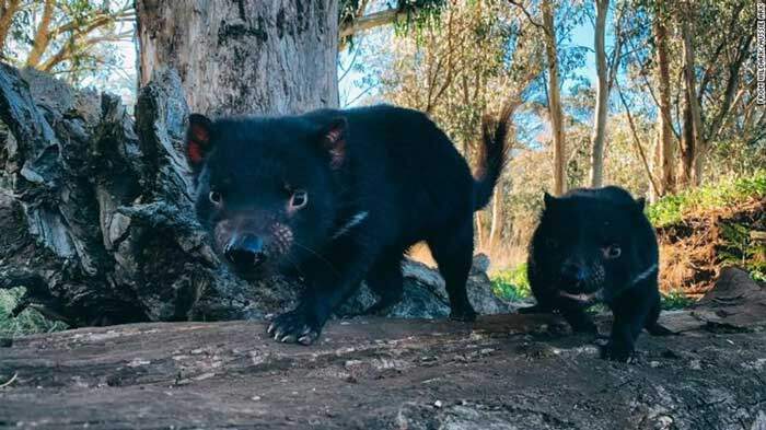 Giống nhau là loài có túi nhưng loài vật sau đây lại hung hăng, khát máu hơn hẳn Kangaroo 2 Giống nhau là loài có túi nhưng loài vật sau đây lại hung hăng, khát máu hơn hẳn Kangaroo