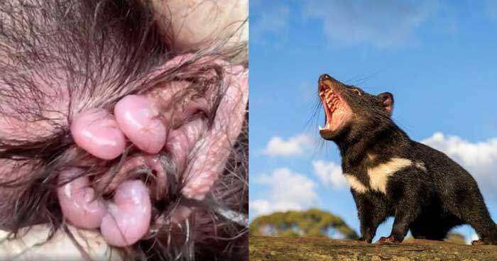 Giống nhau là loài có túi nhưng loài vật sau đây lại hung hăng, khát máu hơn hẳn Kangaroo 8 Giống nhau là loài có túi nhưng loài vật sau đây lại hung hăng, khát máu hơn hẳn Kangaroo