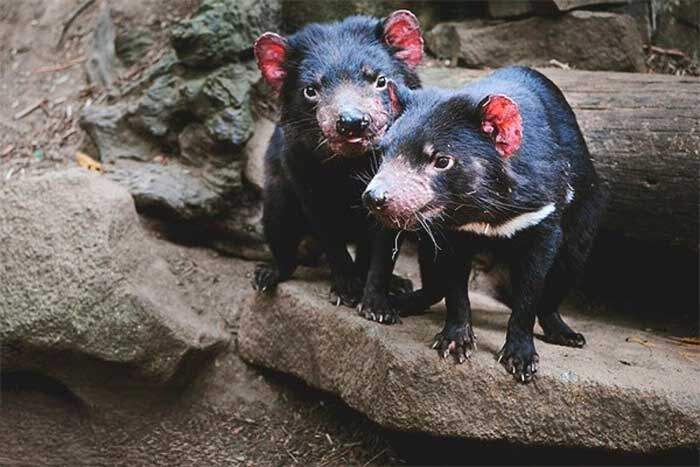 Giống nhau là loài có túi nhưng loài vật sau đây lại hung hăng, khát máu hơn hẳn Kangaroo 6 Giống nhau là loài có túi nhưng loài vật sau đây lại hung hăng, khát máu hơn hẳn Kangaroo