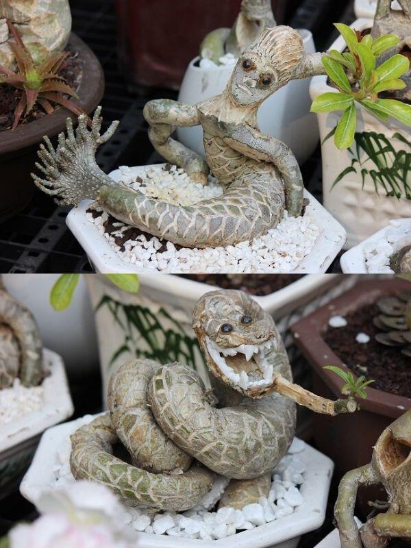 Gốc sứ hình rắn