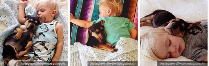 Hình ảnh những chú cún con nghịch ngợm