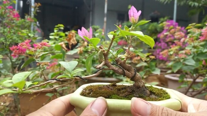 Hoa Mini Sự Lựa Chọn Hoàn Hảo Cho Văn Phòng