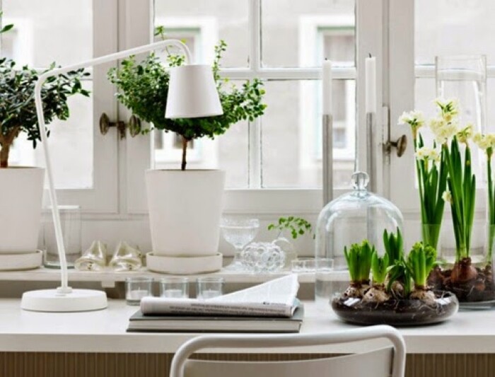 Những cây cảnh giúp sự nghiệp của bạn thăng tiến