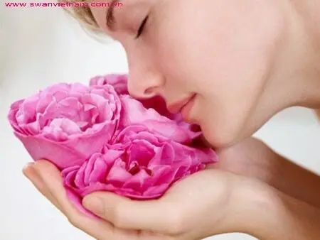 Nhung cong dung tuyet voi cua hoa hong giup lam