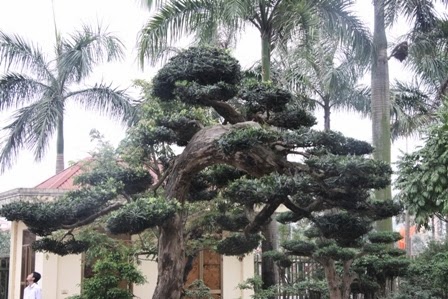 Cây tùng 300 năm tuổi lọt vào top 100 cây cảnh đẹp nhất thế giới 4 Sản phẩm cao cấp của bàn tay con người