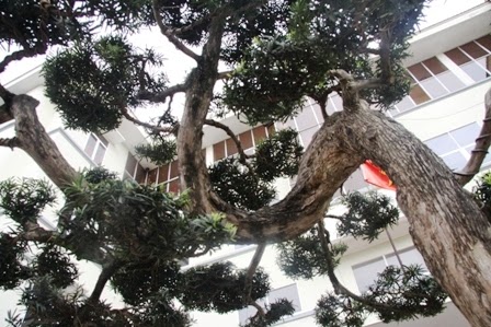 Cây tùng 300 năm tuổi lọt vào top 100 cây cảnh đẹp nhất thế giới 3 Sở hữu một tuyệt thế thứ bậc