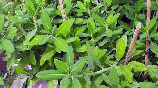 Tham khảo cây thuốc nam Thạch Anh có thể chữa được ung thư