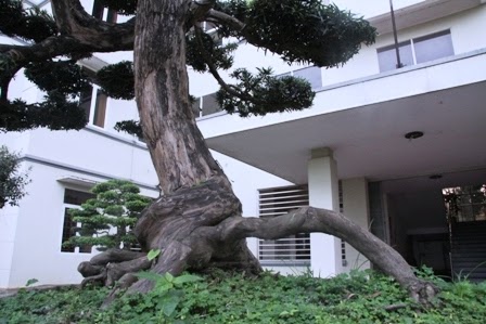 Cây tùng 300 năm tuổi lọt vào top 100 cây cảnh đẹp nhất thế giới 5 Thế đứng tuyệt đẹp của cây tùng