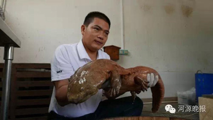 ca coc khong lo