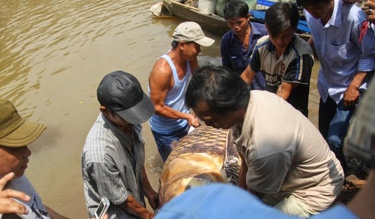 ca ho khong lo