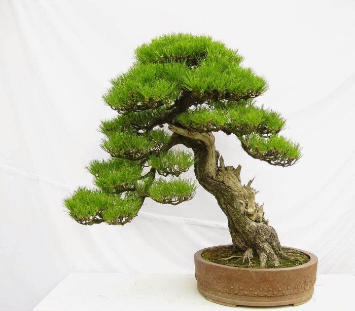 cay bonsai dep nhin rat hay