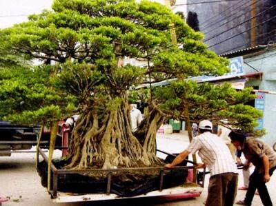 Cây cảnh siêu khủng giá tỷ này qua tỷ kia