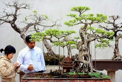 Cây cảnh siêu khủng giá tỷ này qua tỷ kia